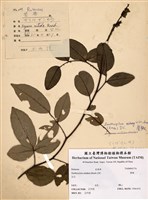 藏品(雙面刺)的圖片